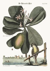 Sýkora Bahama, 1749-73